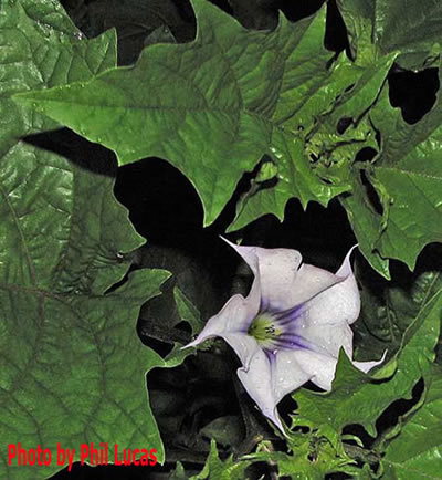 tube-like flowers