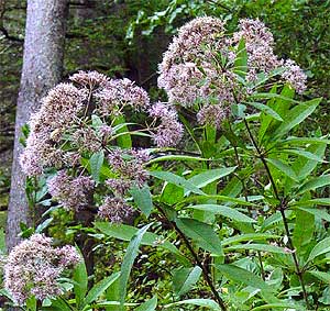 flower heads and leaves
