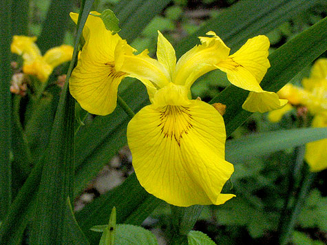 bright flowers