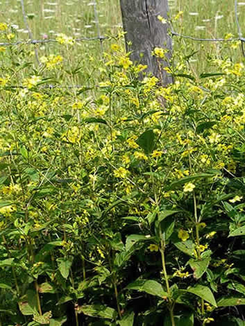 a stand of plants