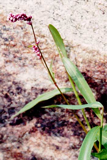 the entire plant