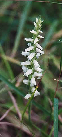 the spiral open-lipped flowers