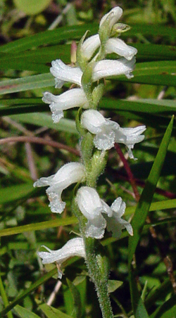 closer view