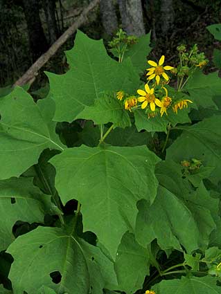 large lelaves and flowers