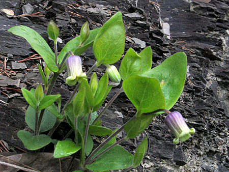 note overarching leaves