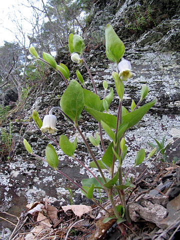 the shale barren with leatherflower