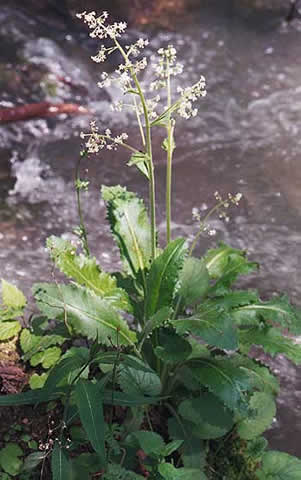 the entire plant standing in water