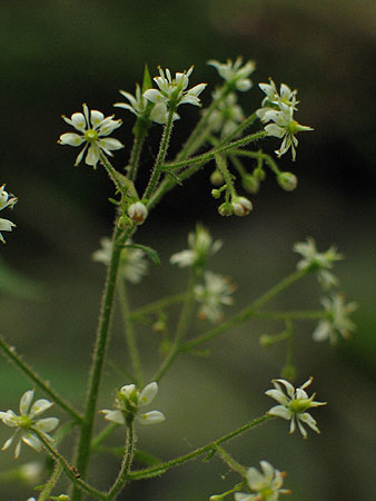 flowers up close