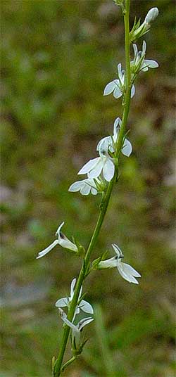 the flower spike