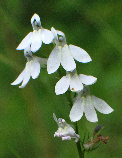 flower spike up close