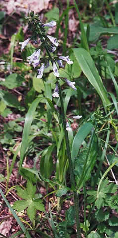 leaves are basal, flowers in spike