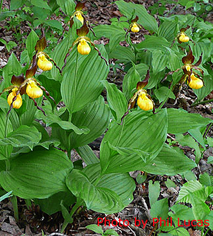 note the leaves