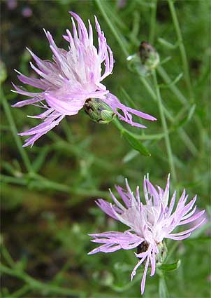 flowers up close