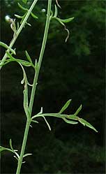 distinctive leaves