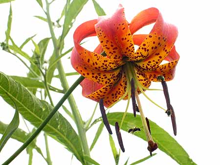 nodding spotted flowers
