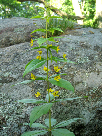 name is obvious from the leaves
