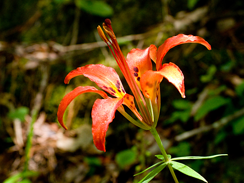 flower look upward note leaf whorl 