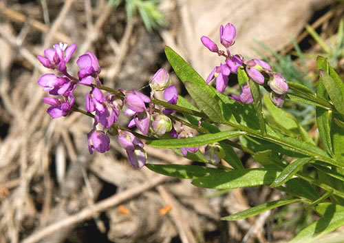 flowers and leaves