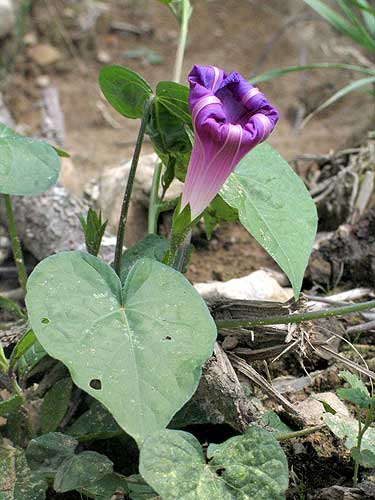 vne leaves and flower