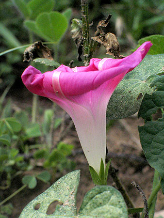 the flower