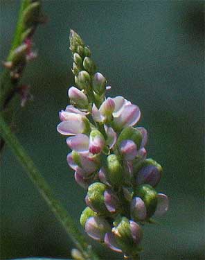 flowers up close
