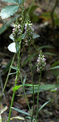 small plant and flowers