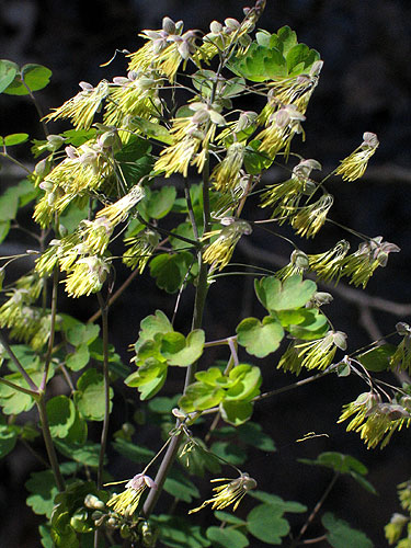 distinctive flowers