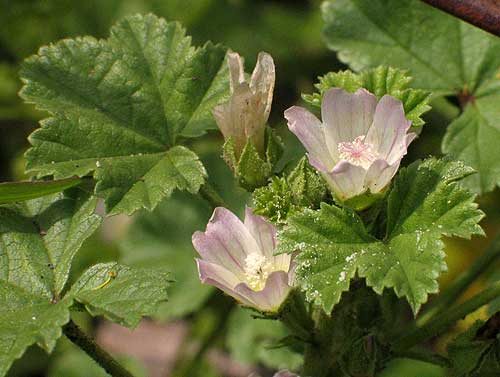 note the leaves