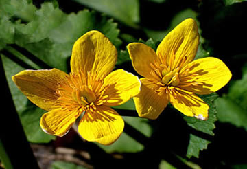 flowers up close
