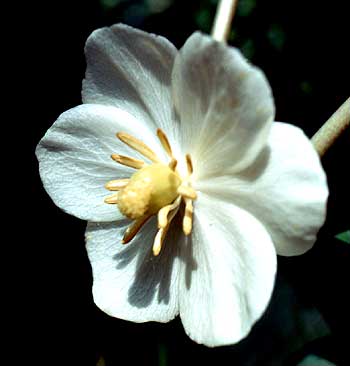 flower hides beneath the leaf