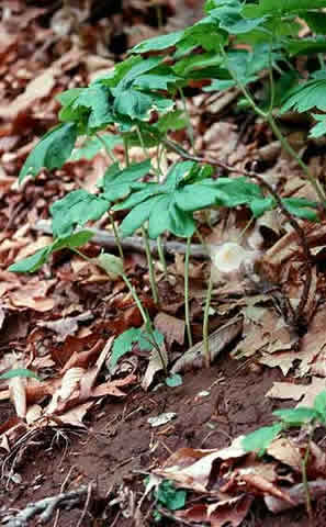distinctive leaf structure
