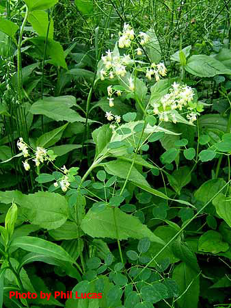 entire plant