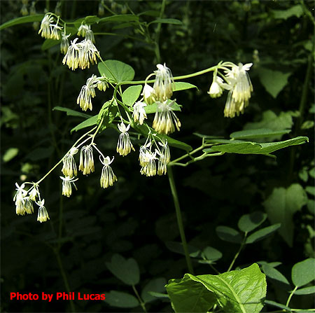 note fat drooping stamens