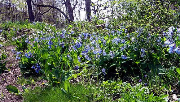 a large clump along the river