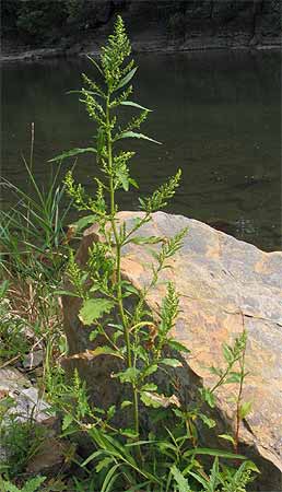 entire plant