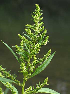 the flower spike