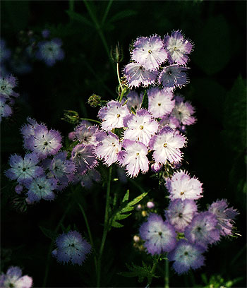 lovely fringed flowers