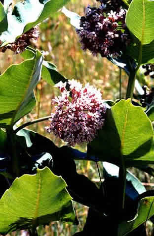 the entire plant, globular flower clusters