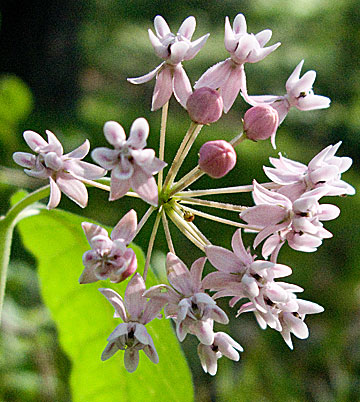 flowers up close