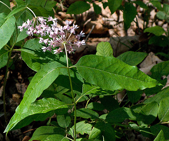 flower head and leaves