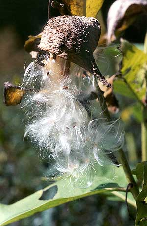 the fluffy seeds
