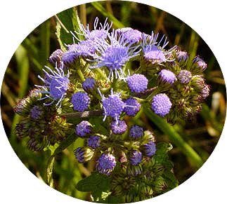 the flower head