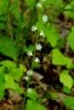entire plant closer