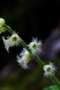 delicate flowers