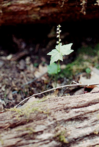 note the leaf structure