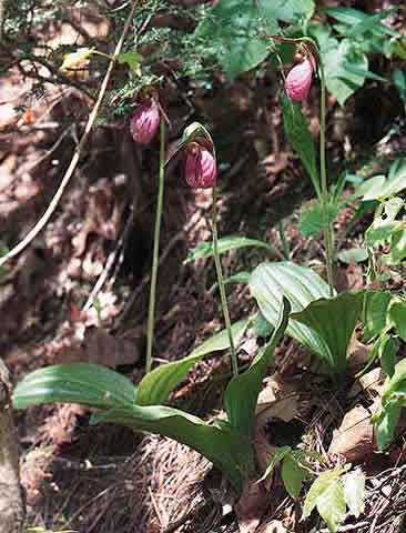 a grouping of plants