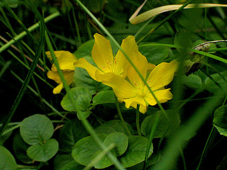 small bright creeping plant