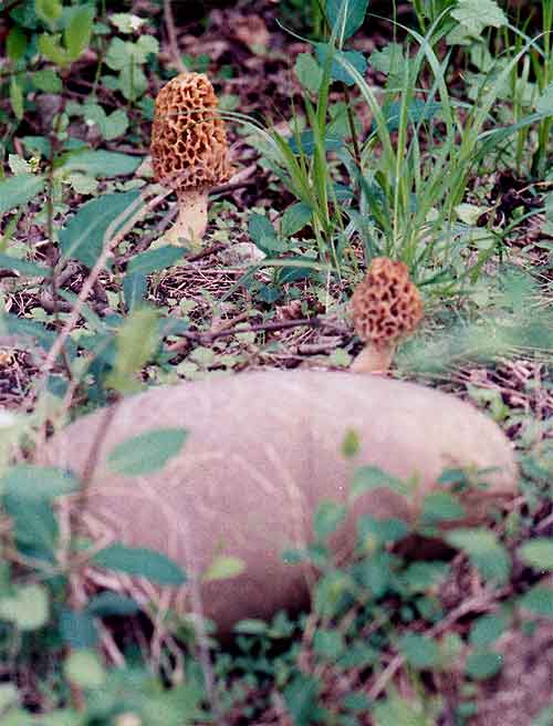 a crikled mushroom delicously edible