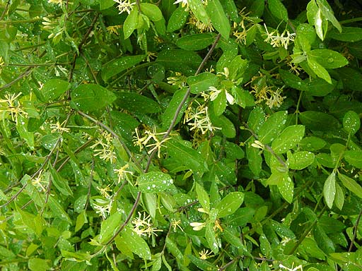 shrub with flowers