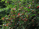 the red fruit